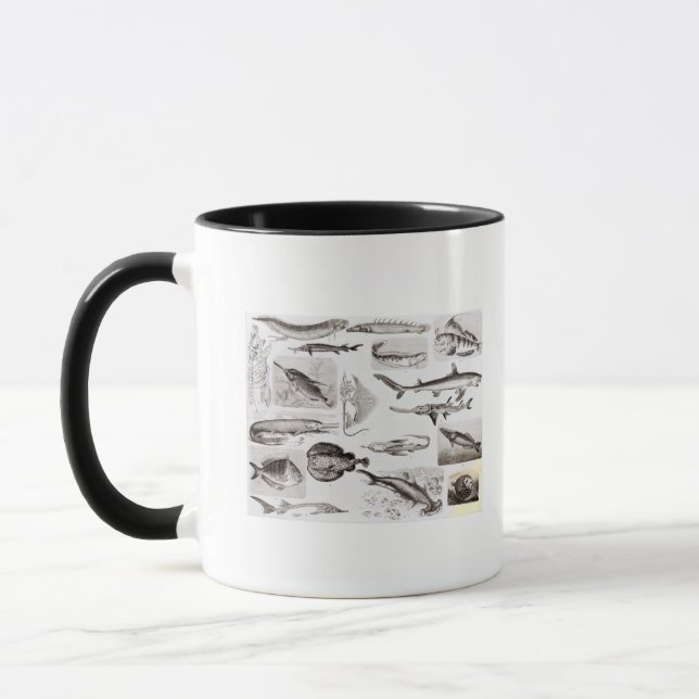 Ichthyology- Elasmobranch, Ganoid Mug (Left)