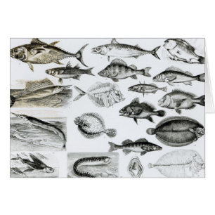 Ichthyology Osseous Fishes