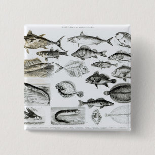 Ichthyology Osseous Fishes 15 Cm Square Badge