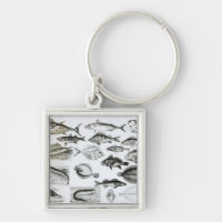 Ichthyology Osseous Fishes