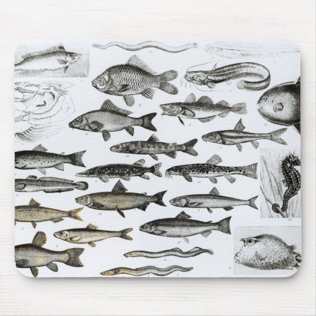 Ichthyology, Osseous Fishes, Marisipobranchs Mouse Pad (Front)