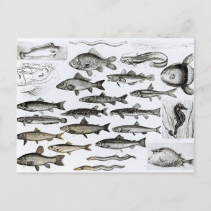 Ichthyology, Osseous Fishes, Marisipobranchs Postcard