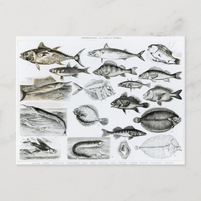 Ichthyology Osseous Fishes Postcard (Front)