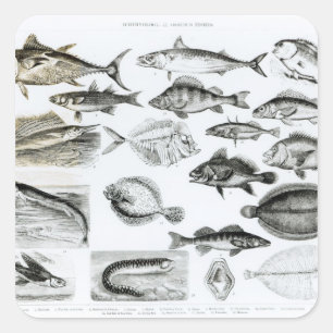Ichthyology Osseous Fishes Square Sticker