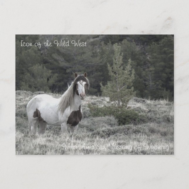 Icon of the Wild West - Postcard (Front)