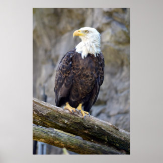 Iconic American Bald Eagle Poster