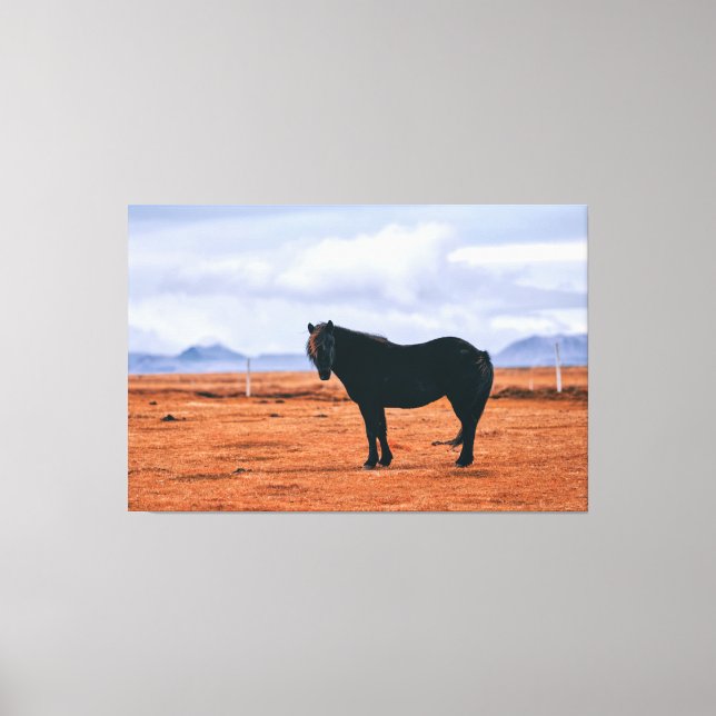 Iconic black Icelandic horse Canvas Print (Front)
