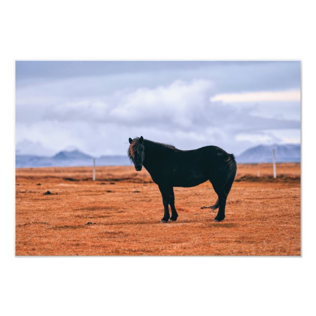 Iconic black Icelandic horse Photo Print (Front)