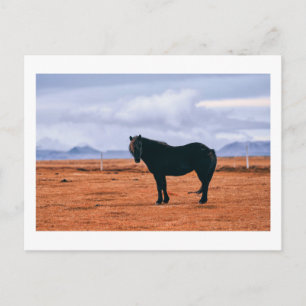 Iconic black Icelandic horse postcard