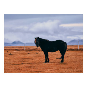 Iconic black Icelandic horse Poster