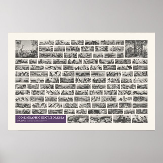 Iconography - Zoology Scenes Poster (Front)