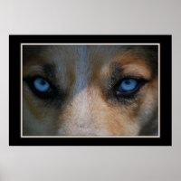 Icy Blue Canine Eyes