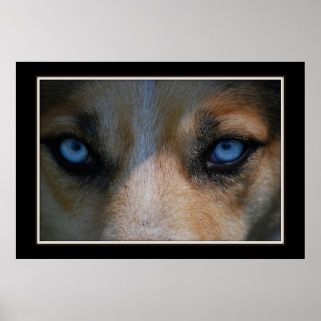 Icy Blue Canine Eyes Poster (Front)