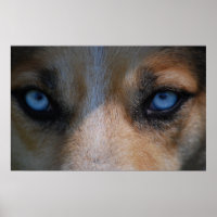 Icy Blue Canine Eyes