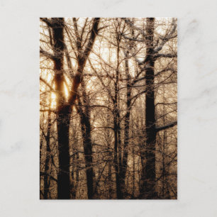 Icy Braches at Sunset Postcard