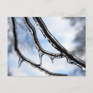 Icy Branches Postcard