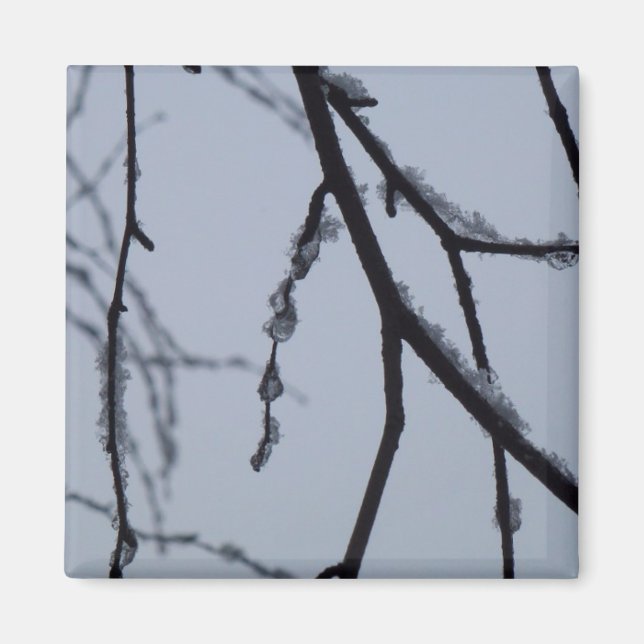 Icy Branches Winter Nature Photography Magnet (Front)