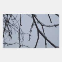 Icy Branches Winter Nature Photography