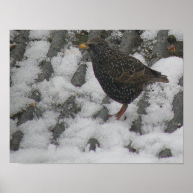 Icy Feet Starling Print (Front)