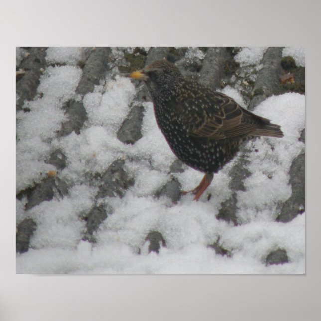 Icy Feet Starling Print (Front)
