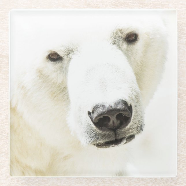 Icy stare of a Polar Bear Glass Coaster (Front)
