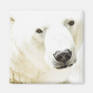 Icy stare of a polar bear magnet