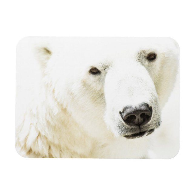 Icy stare of a polar bear magnet (Horizontal)
