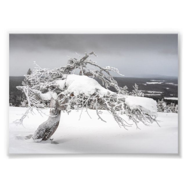 Icy twisted pine tree photo print (Front)