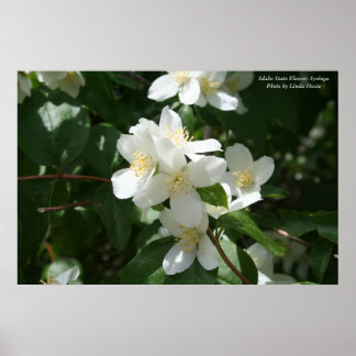 Idaho State Flower: Syringa Poster