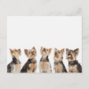 Identical dogs sitting together postcard