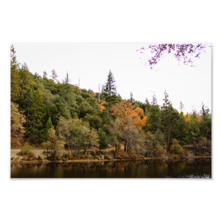 Idyllwild Pine - Cove Photo Print