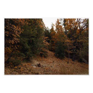 Idyllwild - Pine Cove Photo Print