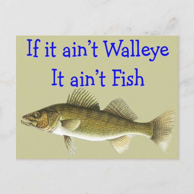 if it aint walleye aint fish postcard (Front)