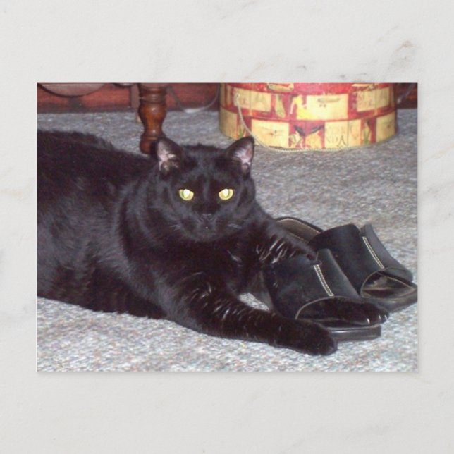 "If The Shoe Fits" Cat Postcard (Front)