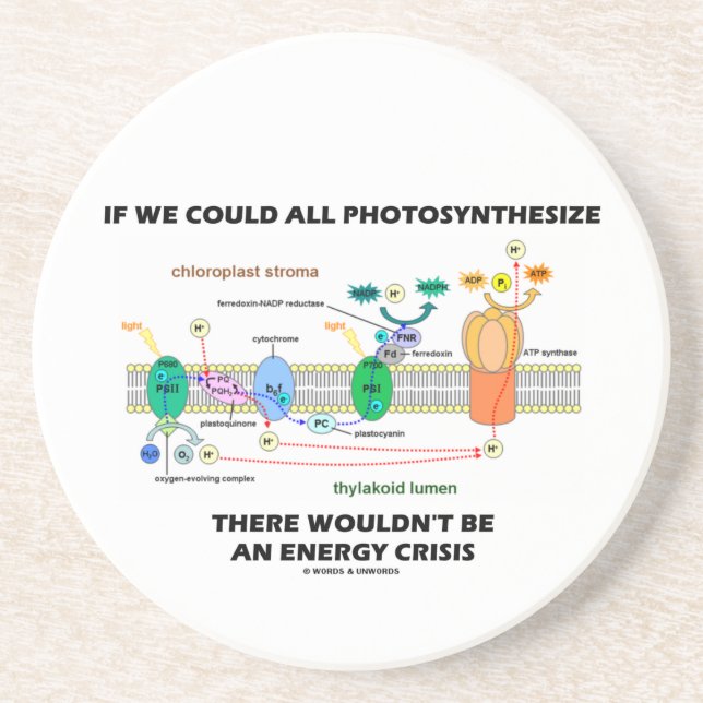 If We Could All Photosynthesize Wouldn't Be Energy Coaster (Front)