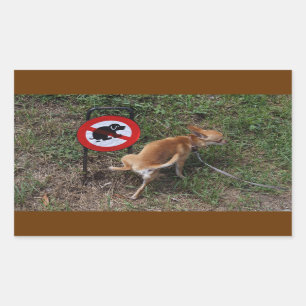 Ignorance Is Bliss Bad Chihuahua Rectangular Sticker