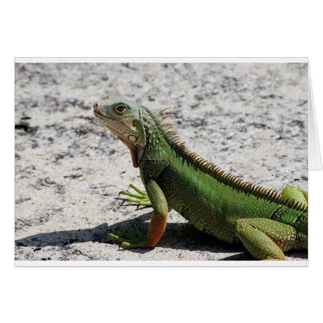 Iguana (Front Horizontal)