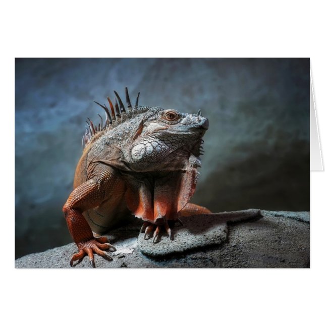 Iguana (Front Horizontal)
