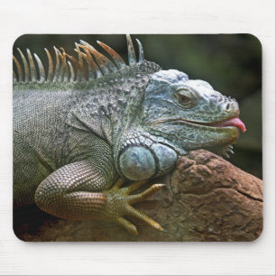 iguana, animal, wildlife mouse pad