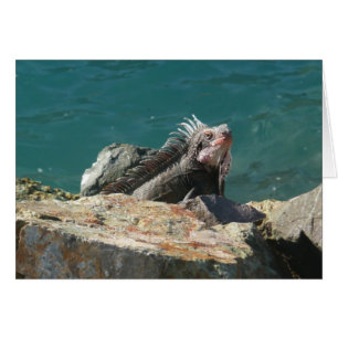 Iguana at St. Thomas