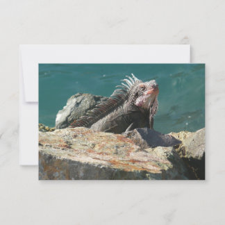 Iguana at St. Thomas