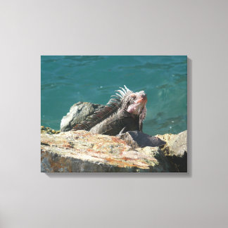 Iguana at St. Thomas Canvas Print