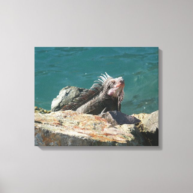 Iguana at St. Thomas Canvas Print (Front)