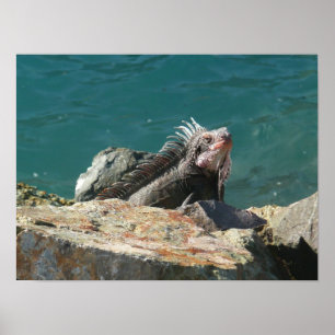 Iguana at St. Thomas Poster