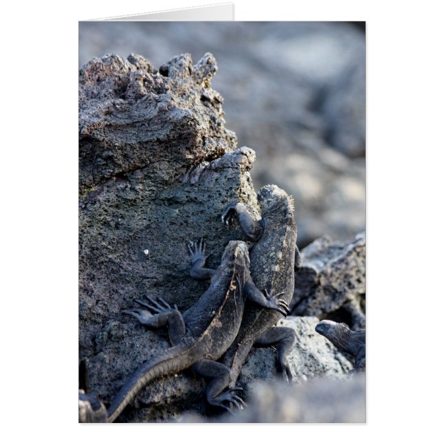 Iguana Be With You (Front)