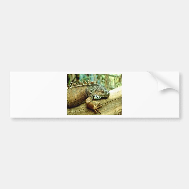 Iguana Bumper Sticker (Front)