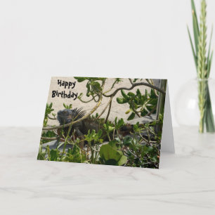 Iguana Card