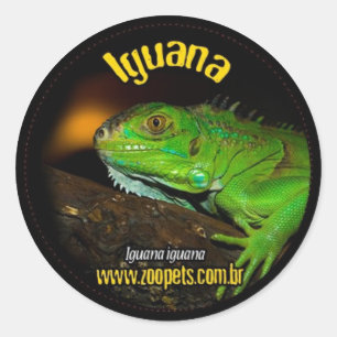 iguana classic round sticker