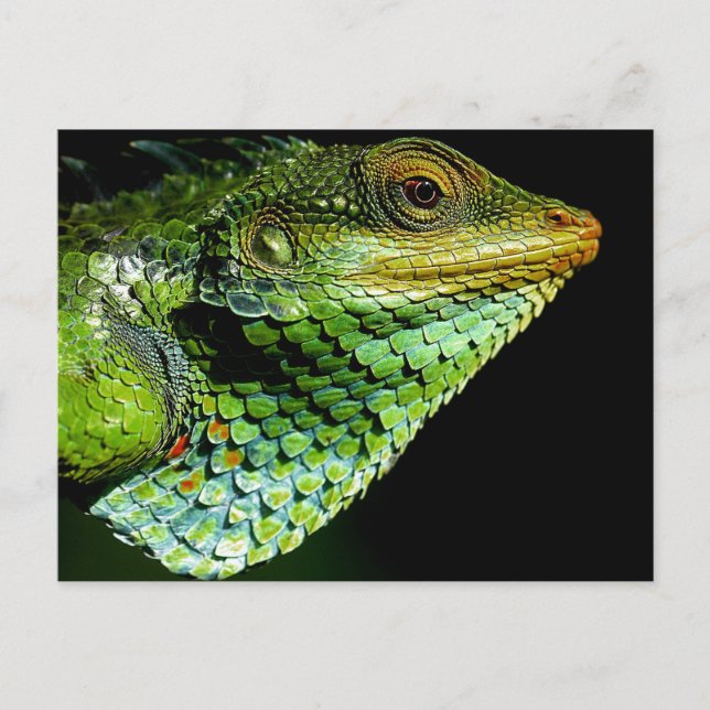 Iguana Close-up Photo Postcard (Front)