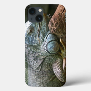 Iguana custom cases